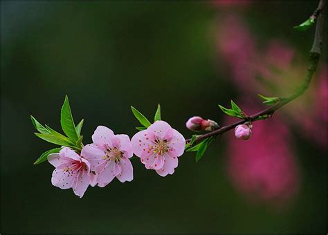 桃花枝招桃花